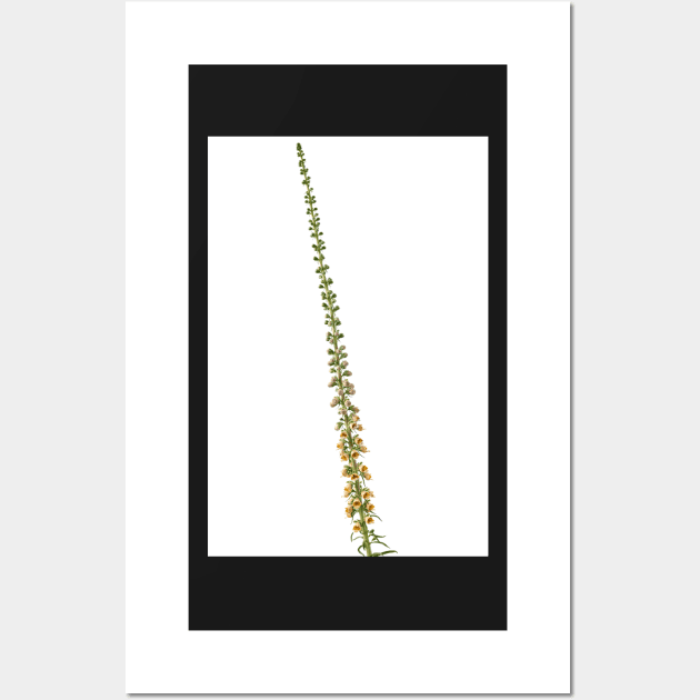 Digitalis ferruginea  AGM  Rusty foxglove Wall Art by chrisburrows